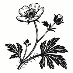 Elegant anemone wildflower illustration with detailed leaves and stem design in black