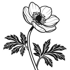 Elegant Black and White Anemone Flower with Leaves Detailed Line Art