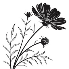 Elegant Black and White Cosmos Flower Illustration in Botanical Art Style