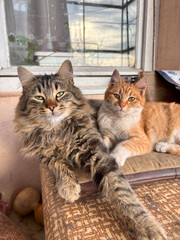 Portrait of two cats laying outside