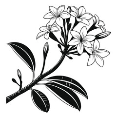 Elegant frangipani flower illustration with detailed line work and bold leaves