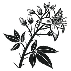 Monochrome botanical illustration of a flowering plant with thorns and leaves, isolated