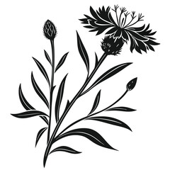 Monochrome botanical illustration of cornflowers with buds and leaves on white backdrop