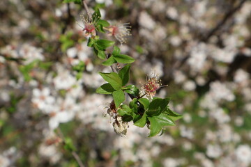 Delicate plum blossom emerging on branch in spring orchard
