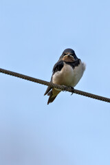 Barn Swallow (Hirundo rustica) – Commonly Found in Open Habitats Across the Northern Hemisphere