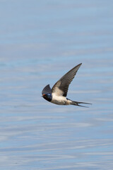 Barn Swallow (Hirundo rustica) – Commonly Found in Open Habitats Across the Northern Hemisphere