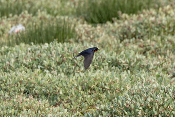 Barn Swallow (Hirundo rustica) – Commonly Found in Open Habitats Across the Northern Hemisphere