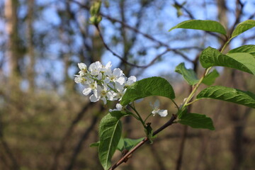 Bird cherry tree blossoming in spring, prunus padus showing white flowers