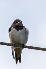 Barn Swallow (Hirundo rustica) – Commonly Found in Open Habitats Across the Northern Hemisphere