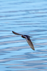 Barn Swallow (Hirundo rustica) – Commonly Found in Open Habitats Across the Northern Hemisphere