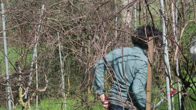 Strong independent caucasian woman farmer prunes vines during late winter dormancy among bare rows in Martani hills, preserving tradition and quality grape production under soft seasonal light