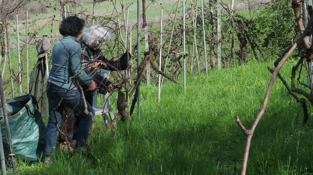Strong independent caucasian woman farmer prunes vines during late winter dormancy among bare rows in Martani hills, preserving tradition and quality grape production under soft seasonal light