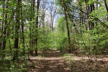 Obraz premium Path winding through lush green forest in spring