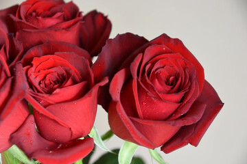 Obraz premium 赤い薔薇