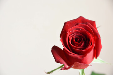 赤い薔薇
