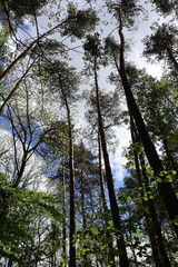 Tall trees reaching for a cloudy blue sky in a green forest