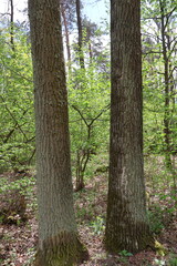 Obraz premium Two large tree trunks dominating forest landscape