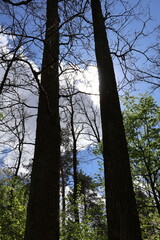 Fototapeta premium Sun shining through trees in forest canopy creating backlight effect