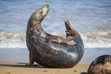 Fototapeta premium grey seal on the beach with its tail and head up