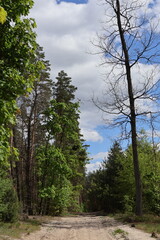 Obraz premium Bare tree branches reaching for cloudy sky in lush forest