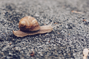 Large snail close-up. Bright Brown large snail. Slowly crawling slug