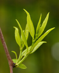 Emerging foliage on Ziziphus jujuba tree branches during springtime, jujube tree new shoots Spring