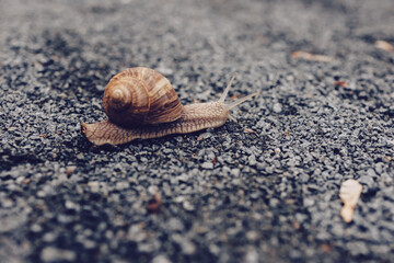Large snail close-up. Bright Brown large snail. Slowly crawling slug