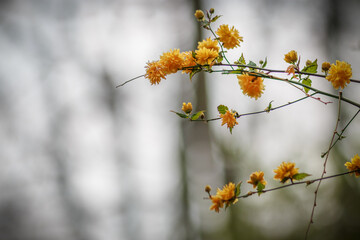 yellow blossom on a branch