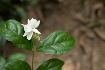 A close-up of a white jasmine flower in full bloom, surrounded by lush green leaves. The delicate petals and natural background highlight its serene beauty and fragrance.