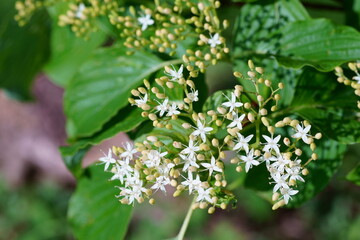 ミズキの花と蕾