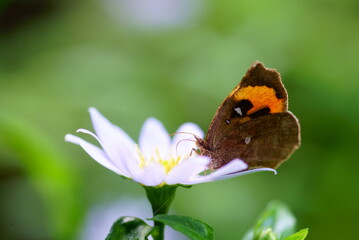 花の蜜を吸うイカリモンガ