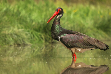 Black stork (Ciconia nigra) portrait, Hungary
