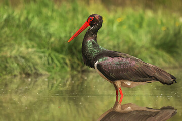 Black stork (Ciconia nigra) portrait