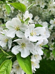 Fototapeta premium Close-up of white apple blossoms with green leaves in a lush garden