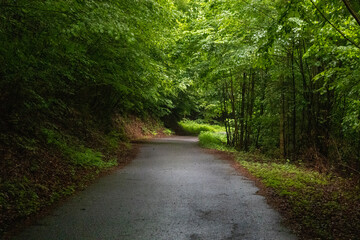 Winding forest road in summer greenery