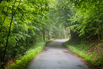 Narrow asphalt road winding through dense green forest