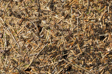 Detailed macro shot of busy forest ant hill with active ants on a mound of pine needles and twigs
