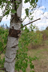 Birch tree trunk showing signs of damage with green leaves and blurred background