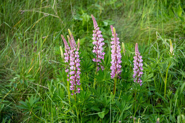 Tall invasive plant with vibrant purple flowers in summer vegetation