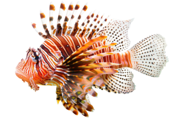 Vibrant Lionfish With Striking Orange And White Stripes Swimming In The Depths Of The Ocean.