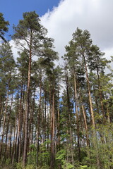Pine trees reaching for the cloudy sky in lush forest