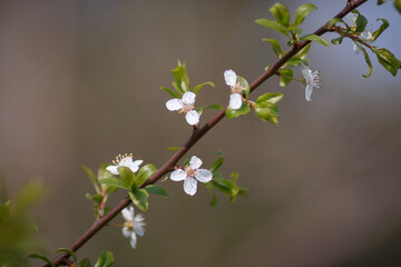 cherry blossom in spring
