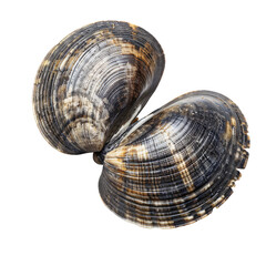 Seashell Isolated On White or transparent, Showcasing Its Intricate Patterns And Textures. Natural Beauty, Great For Backgrounds.