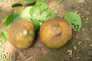 Two ripe wood apples rest on the forest floor, surrounded by green leaves and dappled sunlight, showcasing their rough, mottled shells and natural texture.