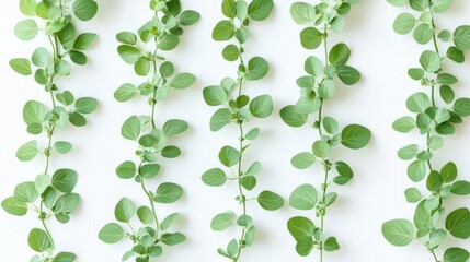 Five leafy green stems are vertically arranged against a bright, white background