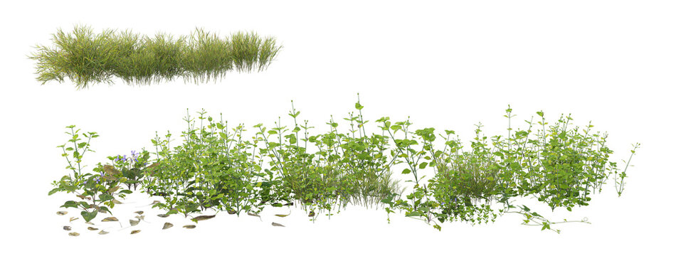 grass isolated on white background