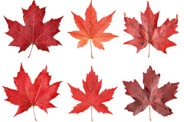 Fototapeta premium Six vibrant red maple leaves isolated transparent background perfect for autumn designs