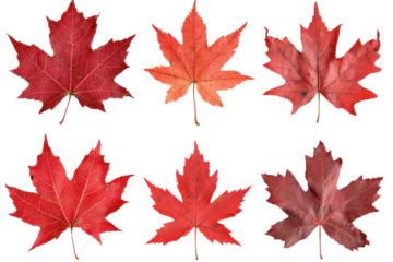 Six vibrant red maple leaves isolated transparent background perfect for autumn designs