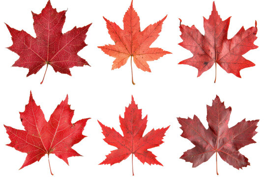 Six vibrant red maple leaves isolated transparent background perfect for autumn designs - Powered by Adobe
