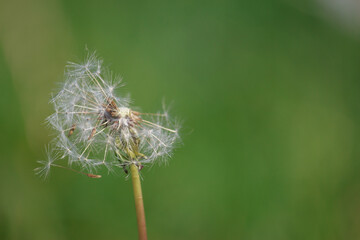 dandelion seed on green background